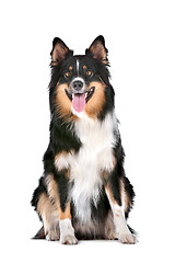 Image showing Border Collie