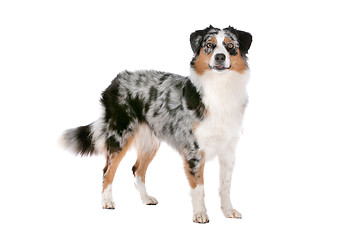 Image showing Australian shepherd