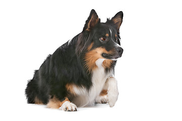 Image showing Border Collie