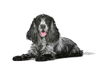 Image showing blue roan cocker spaniel