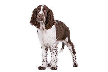 Image showing Springer Spaniel