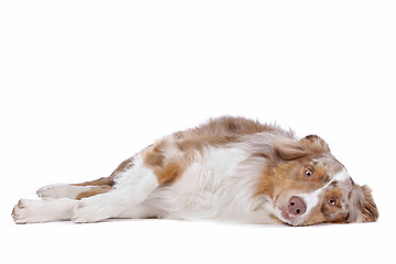 Image showing Australian shepherd