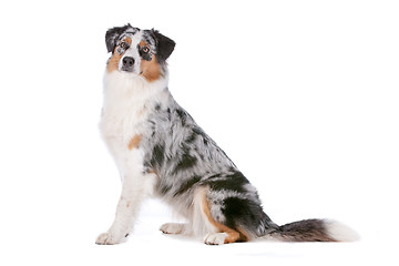 Image showing Australian shepherd