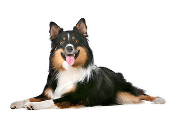 Image showing Border Collie