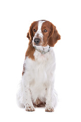 Image showing Springer Spaniel