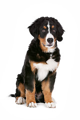 Image showing Bernese Mountain Dog puppy