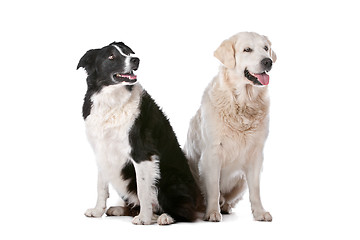 Image showing Golden Retriever and a border collie