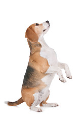 Image showing Beagle