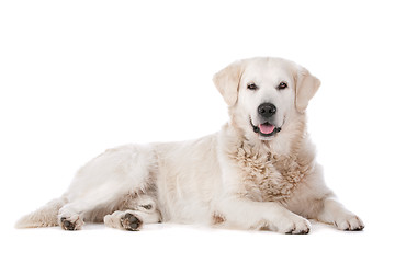 Image showing Golden Retriever