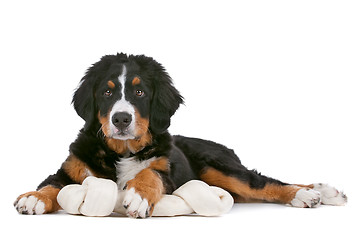 Image showing Bernese Mountain Dog puppy