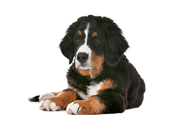 Image showing Bernese Mountain Dog puppy