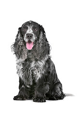 Image showing blue roan cocker spaniel