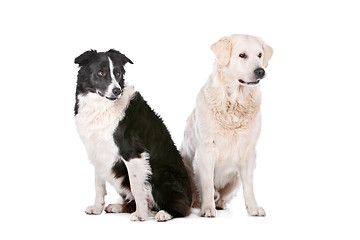 Image showing Golden Retriever and a border collie
