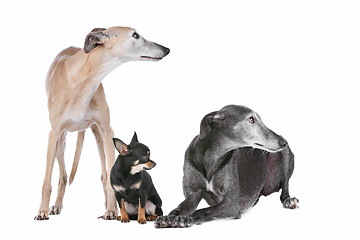 Image showing two greyhounds and a chihuahua