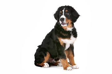 Image showing Bernese Mountain Dog puppy