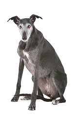 Image showing Old greyhound