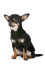 Image showing Chihuahua dog