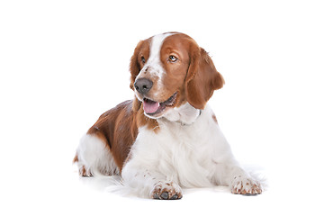 Image showing Springer Spaniel