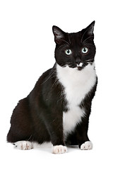 Image showing cat