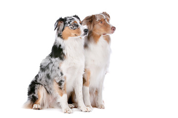 Image showing Two Australian Shepherd dogs