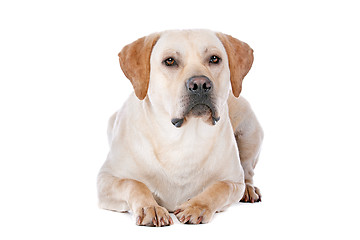 Image showing Labrador Retriever