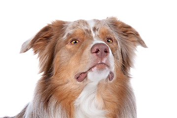 Image showing Australian shepherd