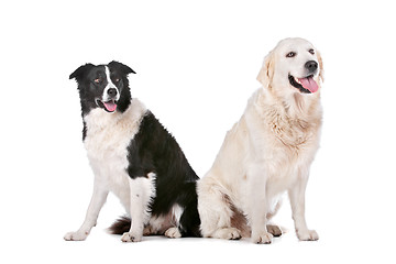 Image showing Golden Retriever and a border collie