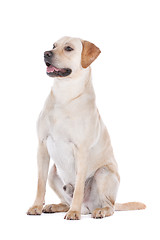 Image showing Labrador Retriever