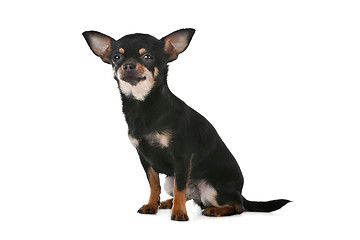 Image showing Chihuahua dog