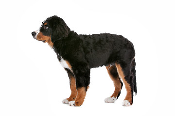 Image showing Bernese Mountain Dog puppy