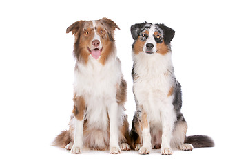 Image showing Two Australian Shepherd dogs