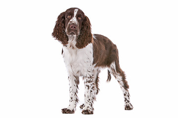 Image showing Springer Spaniel