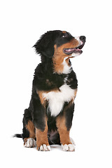 Image showing Bernese Mountain Dog puppy