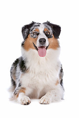 Image showing Australian shepherd