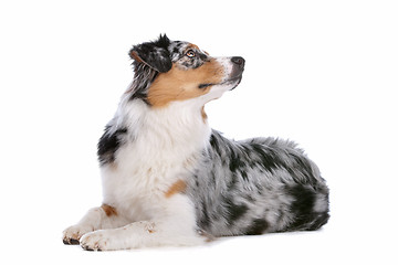 Image showing Australian shepherd