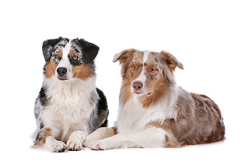 Image showing Two Australian Shepherd dogs