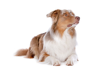 Image showing Australian shepherd