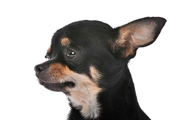 Image showing Chihuahua dog