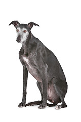 Image showing Old greyhound