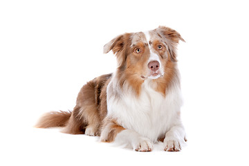 Image showing Australian shepherd