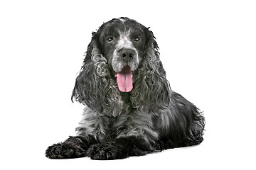 Image showing blue roan cocker spaniel