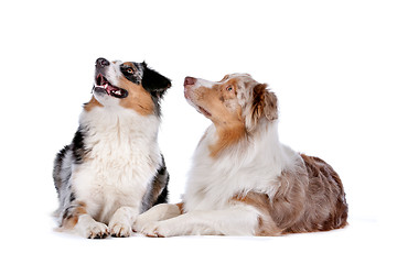 Image showing Two Australian Shepherd dogs