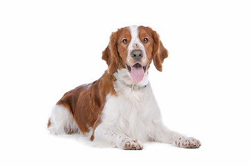 Image showing Springer Spaniel