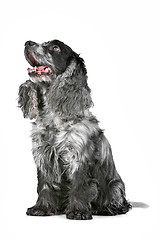 Image showing blue roan cocker spaniel