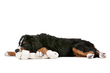 Image showing Bernese Mountain Dog puppy