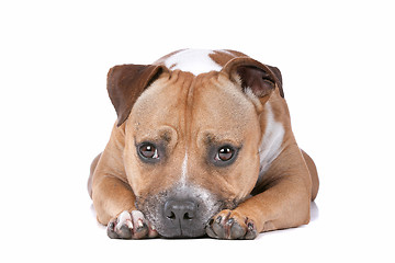 Image showing staffordshire bull terrier