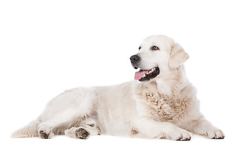 Image showing Golden Retriever