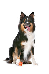 Image showing Border Collie