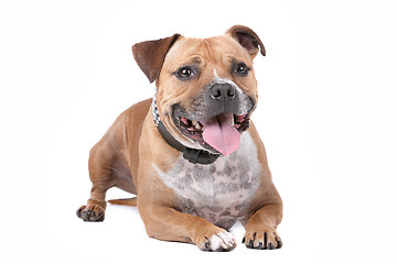 Image showing staffordshire bull terrier