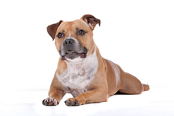 Image showing staffordshire bull terrier